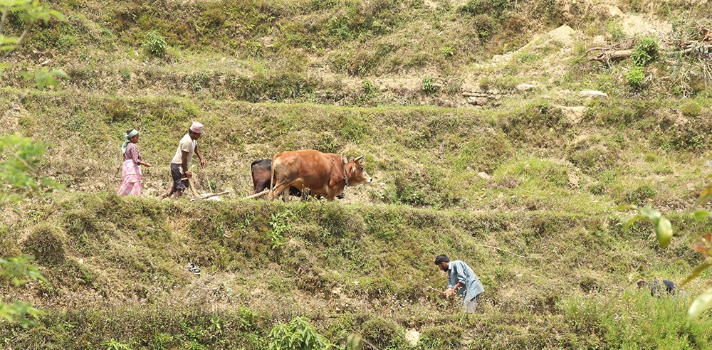 बाँझो जमिनमा खेती गर्नेलाई अनुदान