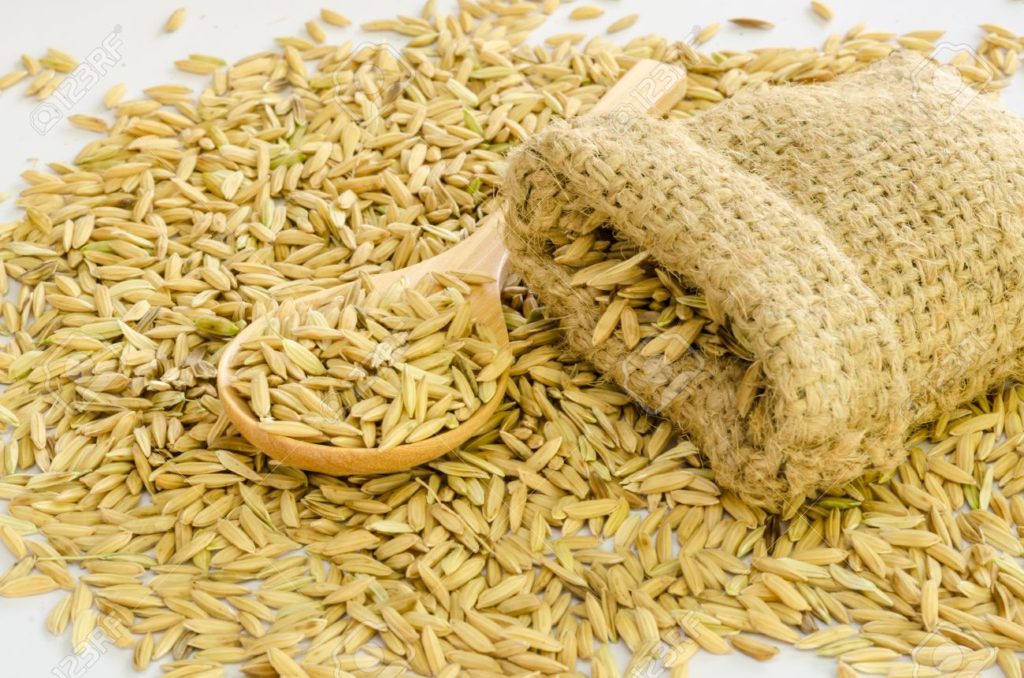 मागबमोजिम धानको बीउ आपूर्तिमा समस्या