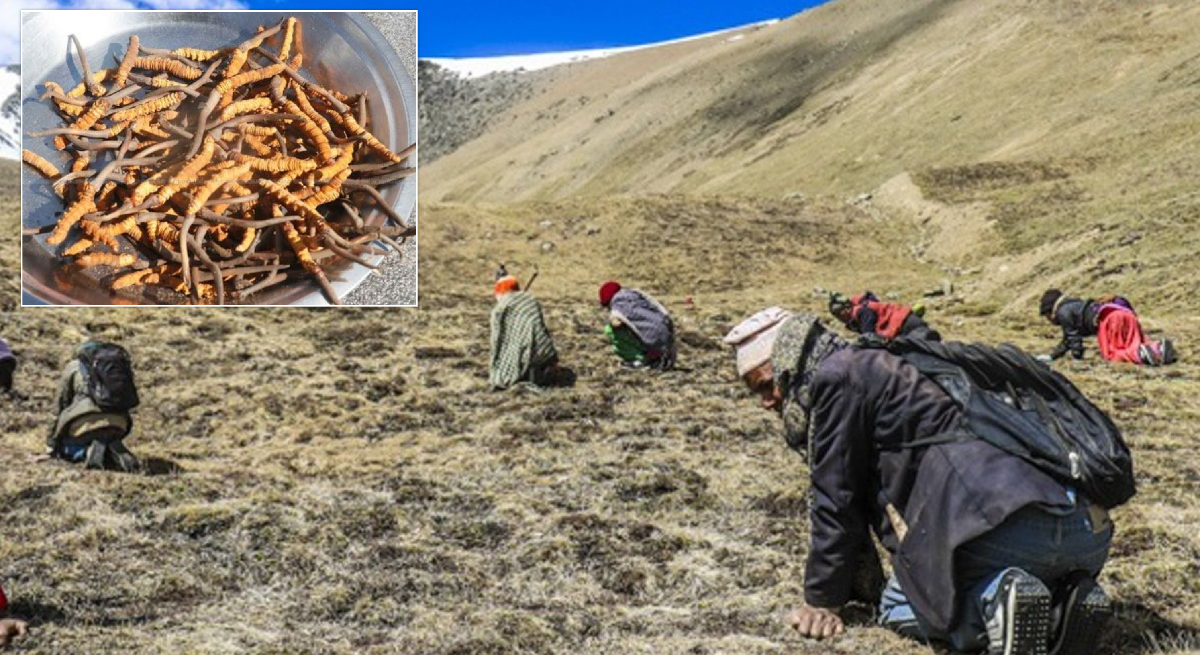 जेठ ५ गतेदेखि यार्सागुम्बा सङ्कलनको अनुमति