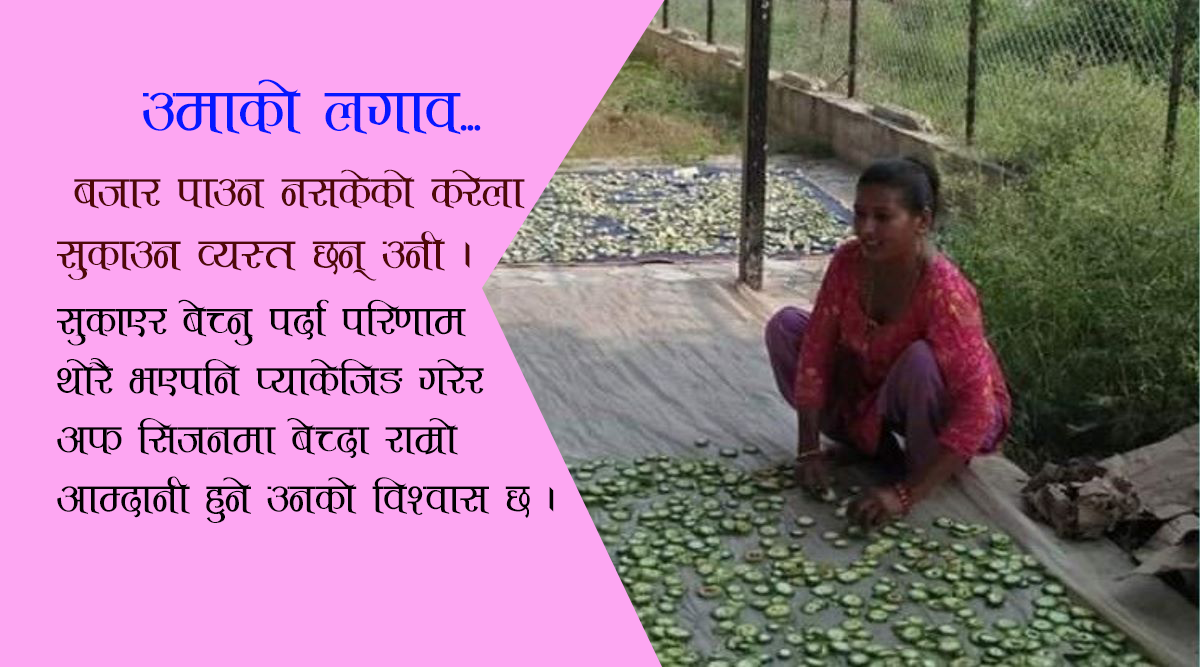 उमाको लगाव: फाल्नु भन्दा उपाय सोच्दै, गरिदै अफ सिजनका लागि तयार