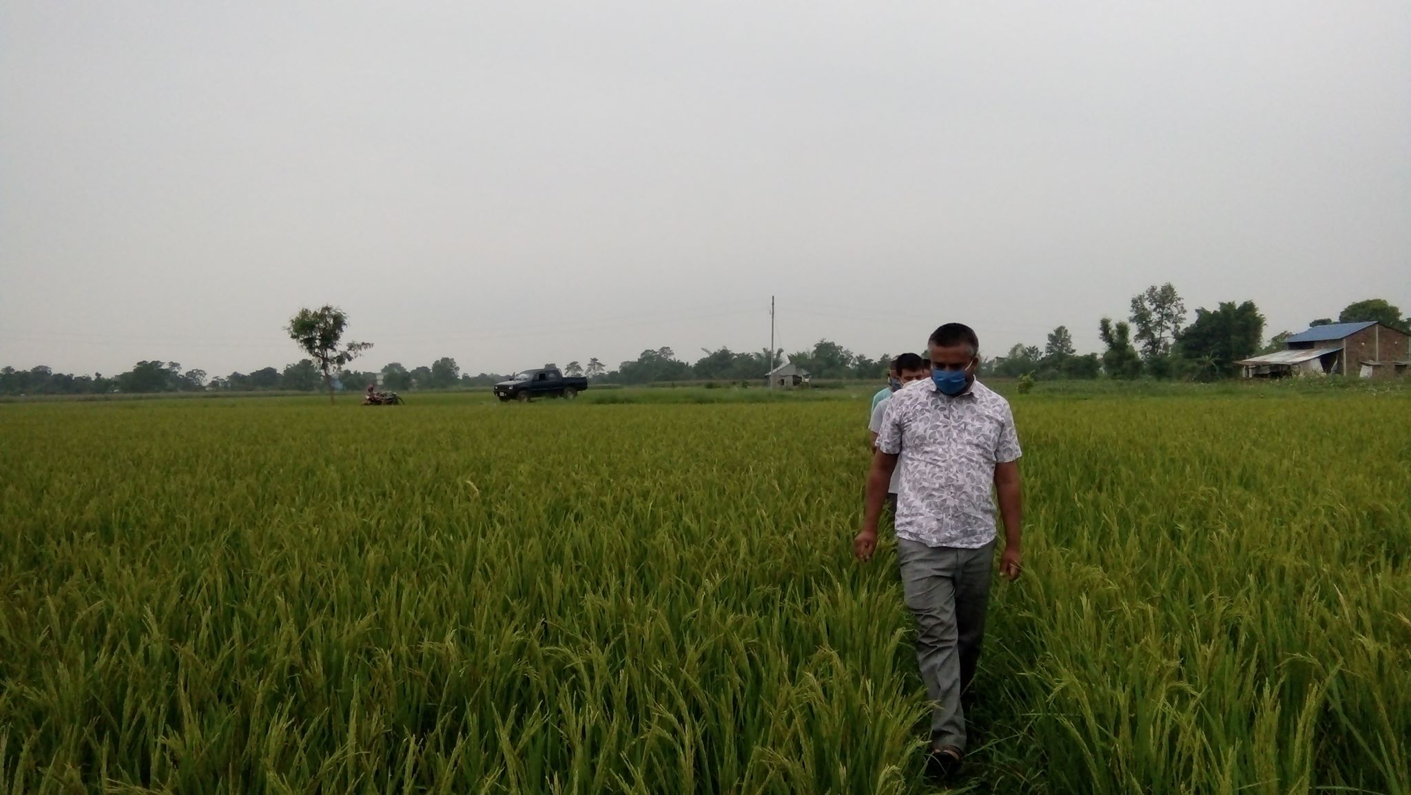 धान झुल्ने बेला पेनिकल ब्लाईटको प्रकोप, किसान चिन्तित