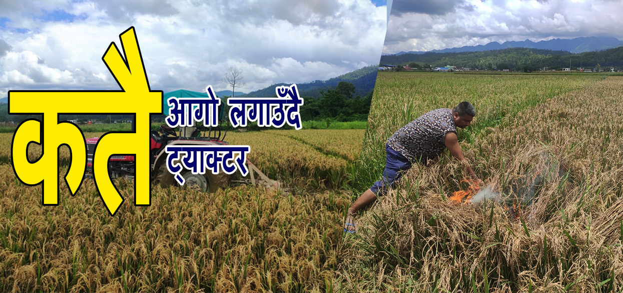 बालामा पाेकटामात्र भएपछि चितवनका किसानले ट्याक्टर लगाएरै जाेते धानबाली