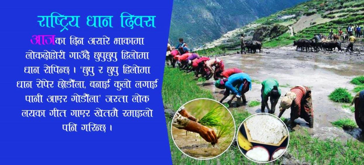 असार १५ : धान रोपाइँमा दही-चिउराको संस्कृति