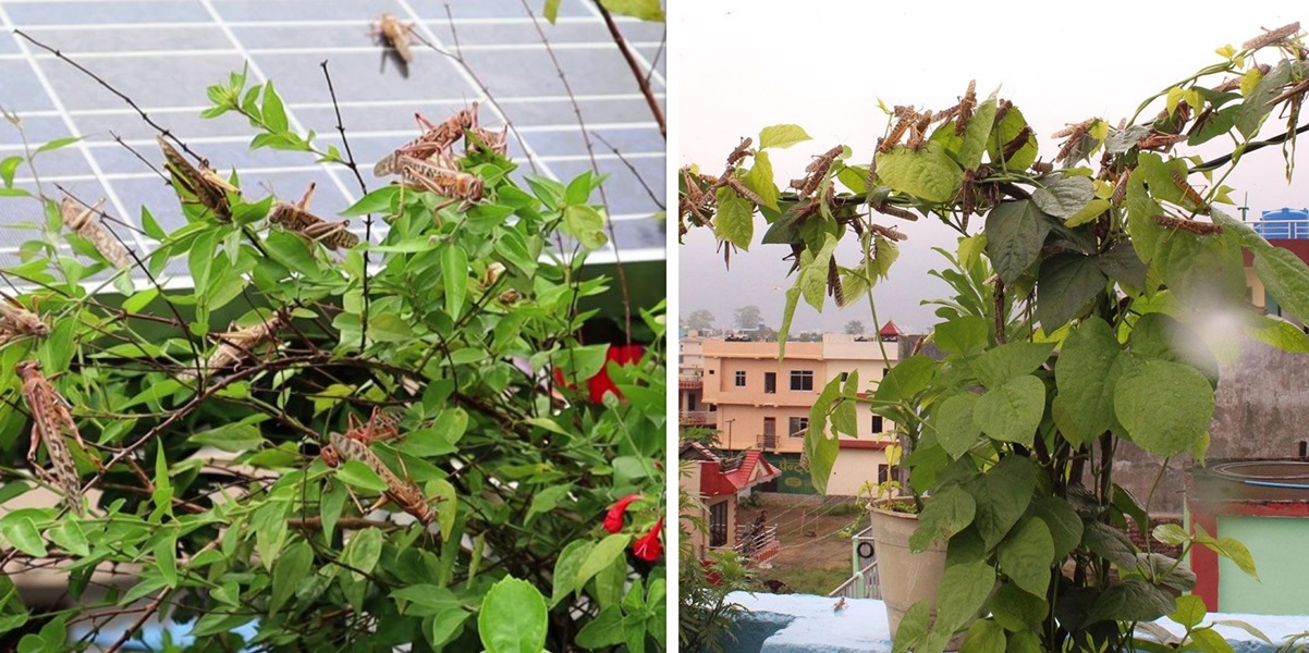 अन्‍न भण्डारमा छिर्‍यो सलह, नियन्त्रण गर्न छैन विषादी