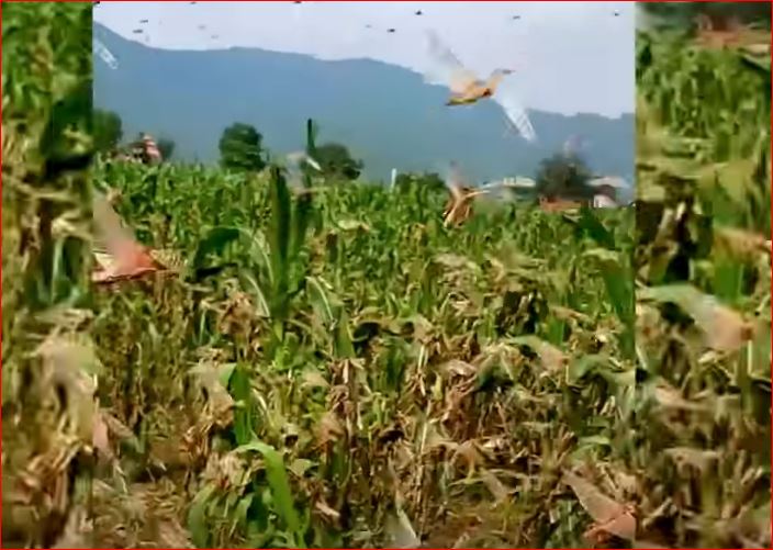 दाङको अन्न भण्डारमै पस्यो सलह, मकै बालीमा ठुलो क्षति