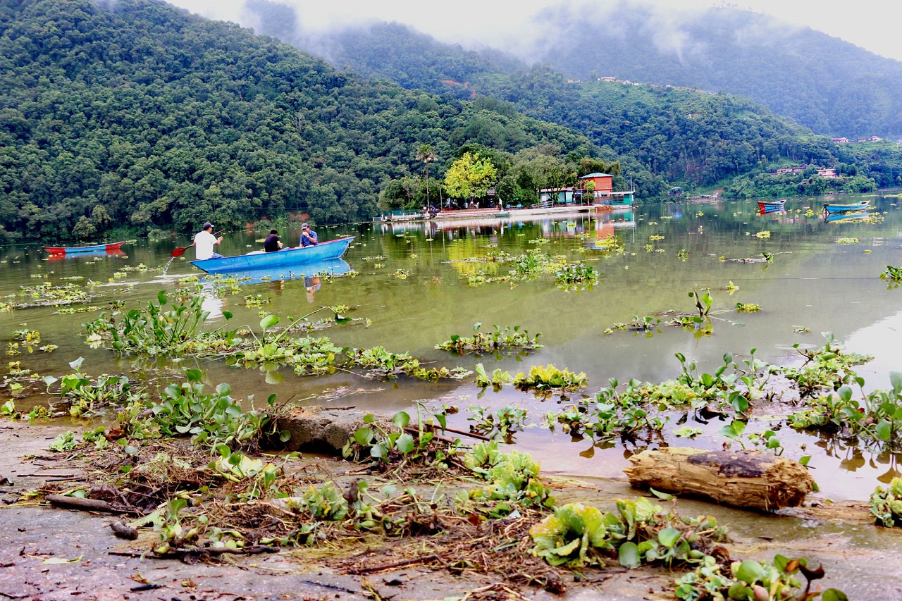 फेवातालको छेउछाउमा जम्मा भएको जलकुम्भी झार