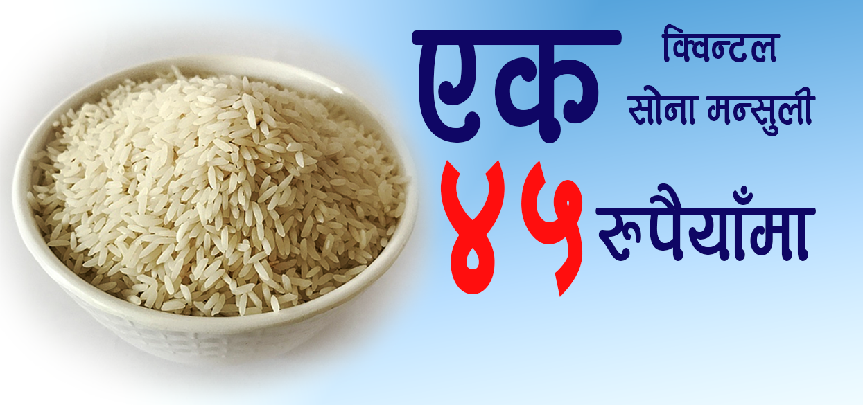 यस्ताे महंगीमा ४५ रुपैंयामा १ क्विन्टल सोना मन्सुली चामल ! कसरी ?