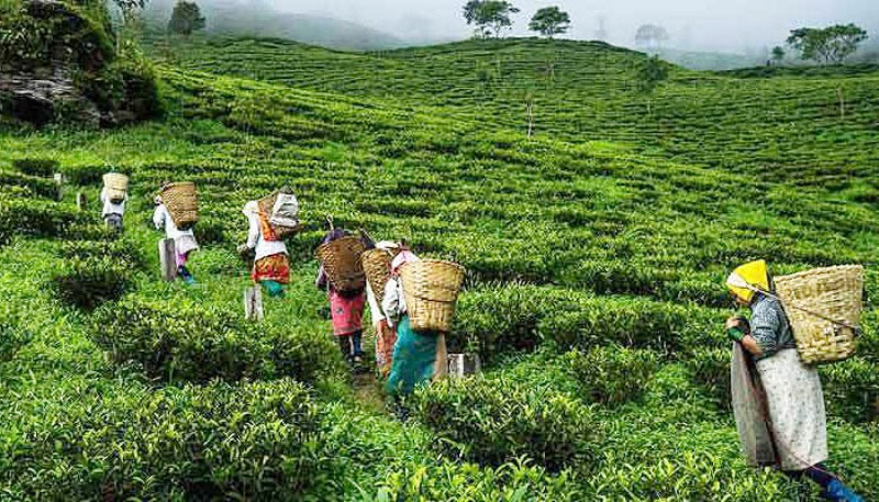 मौसम अनुकूल भई दिंदा बढ्यो चिया उत्पादन