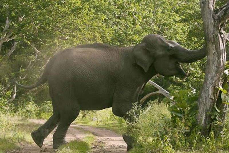 जङ्गली हात्तीको आक्रमणबाट एक महिला घाइते