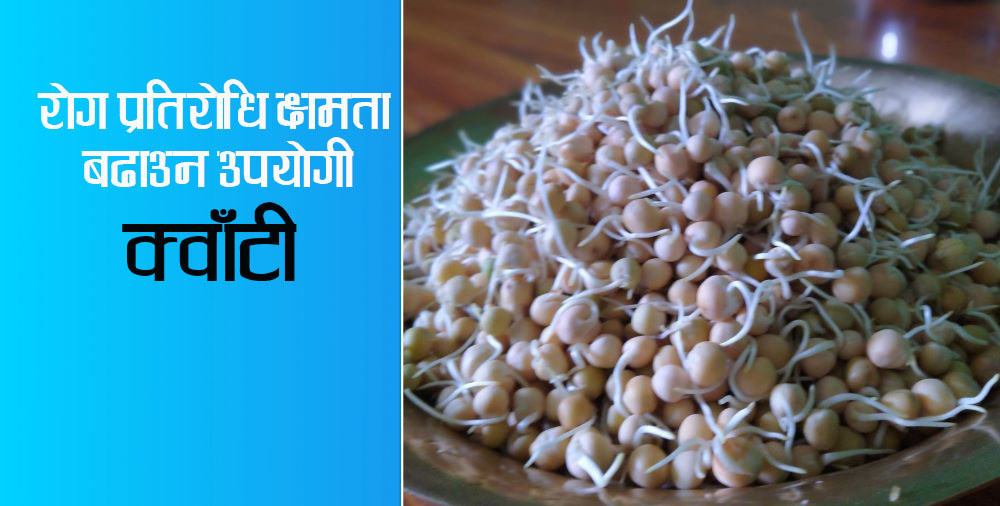 आज क्वाँटी खाँदै हुनुहुन्छ ? थाहा पाउनुस् यसका फाइदै फाइदा !