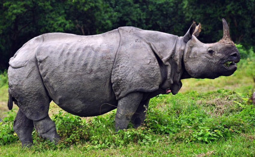 बाढीले बगाएर भारत पुर्‍याएको गैडाको तीन वर्षपछि उद्धार
