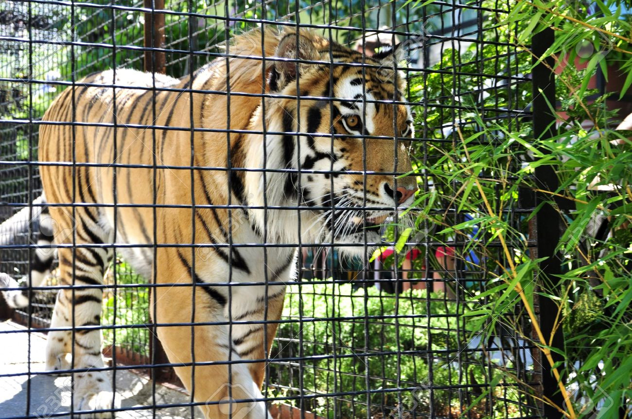 आज विश्व बाघ दिवस: संरक्षणमा चुनौती कायमै !