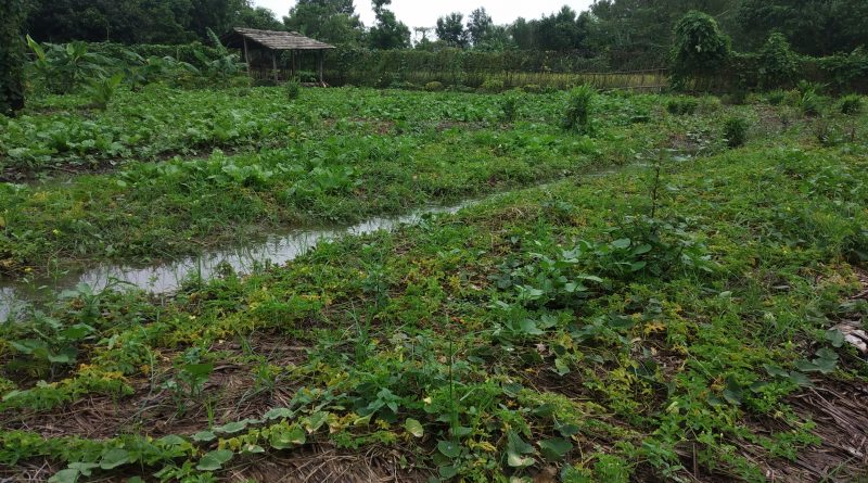लगातारको वर्षा किसानका पीडा : भर्खरै रोपिएको तरकारी सोत्तर