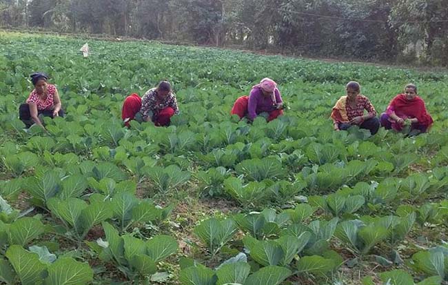 नेपालमा पश्चिमी वायुको प्रभाव, कस्तो रहला आजको मौसम ?