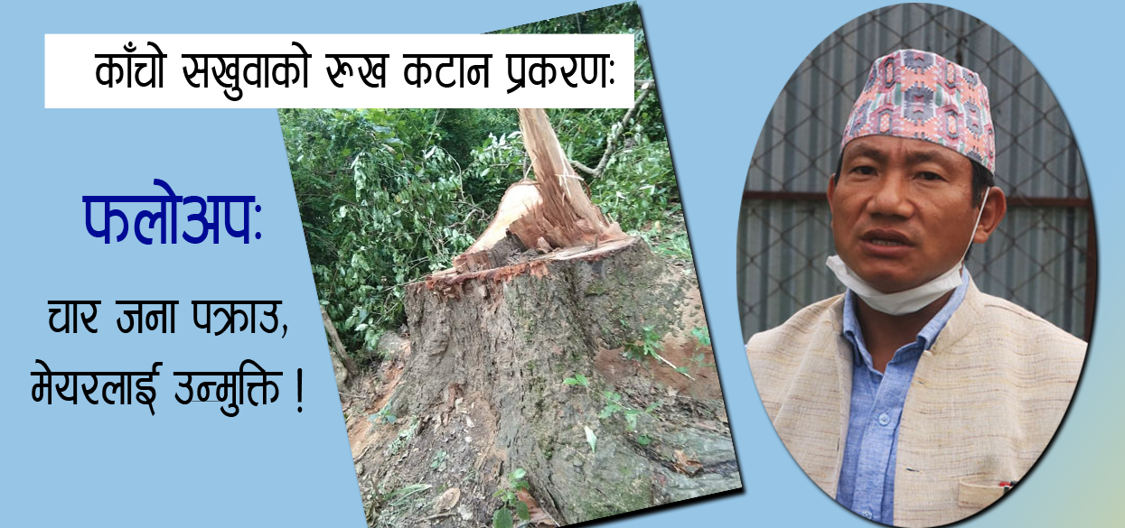 काँचो सखुवाको रुख कटानमा संलग्न चार जना पक्राउ, धरानका मेयरलाई भने उन्मुक्ति !