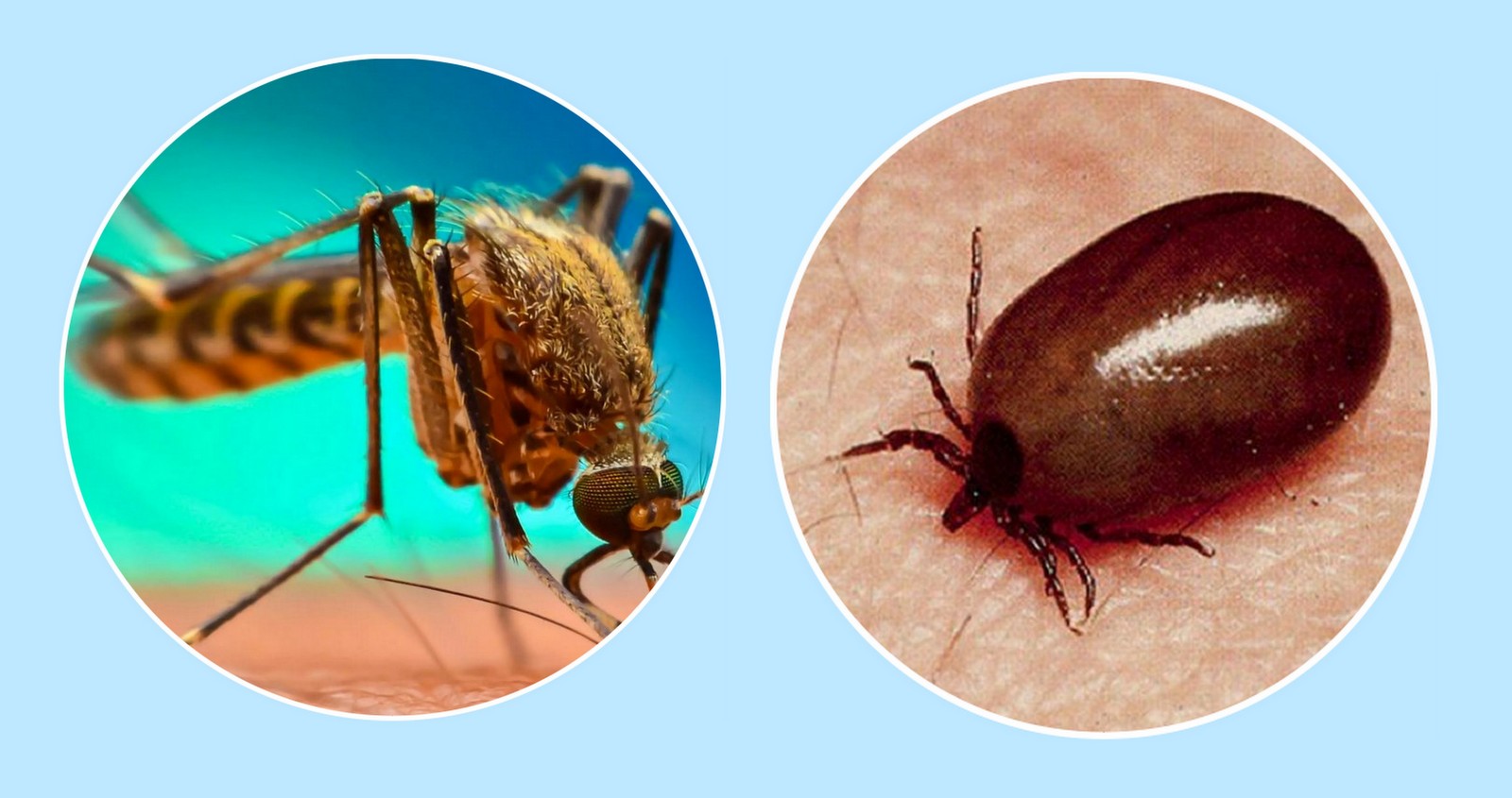 चितवनका अस्पतालमा २४३ मा डेंगु र २८६ मा स्क्रब टाइफस संक्रमण