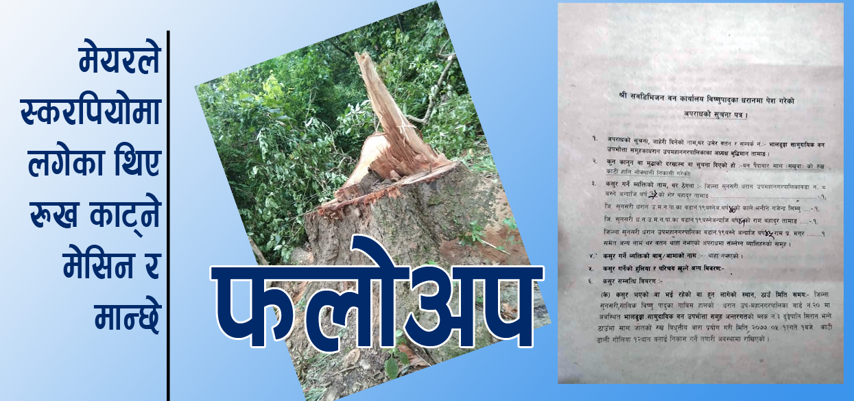 सखुवाको रुख कटान काण्डः रुख काट्न धरानका मेयर तिलक राईले स्करपियोमा हालेर मान्छे लगेका थिए !