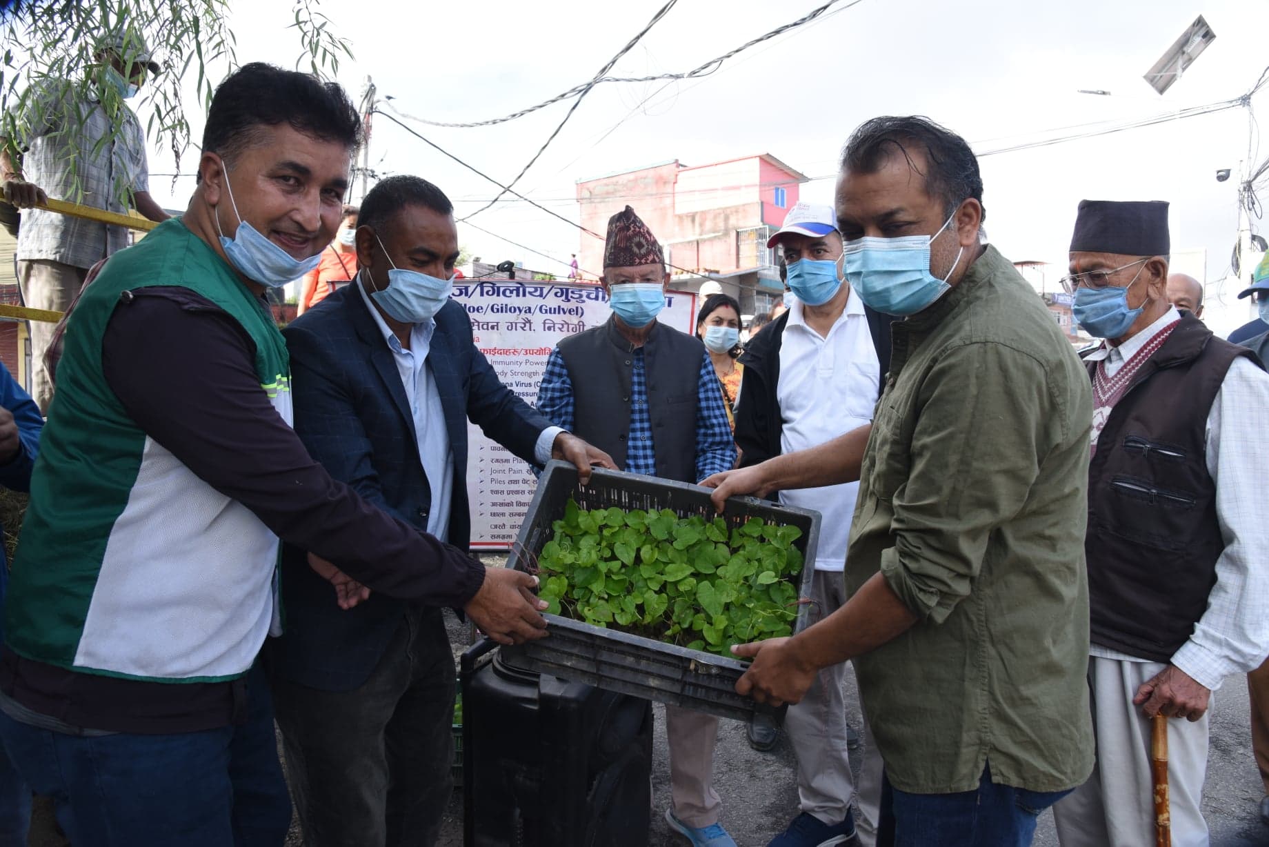उपत्यकाका स्थानीय तहमा गुर्जो रोपण अभियान तीव्र