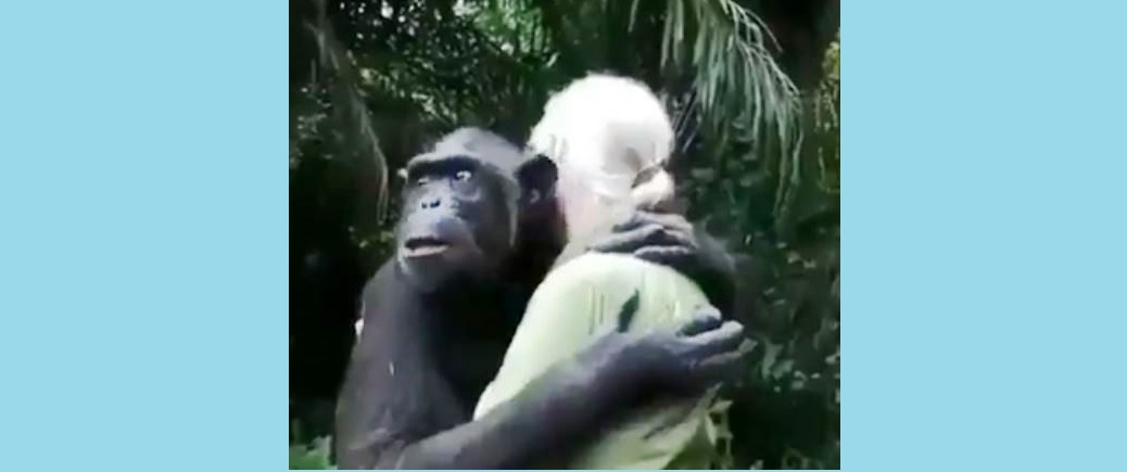जंगल जानुअघि चिम्पान्जीको यो हर्कतले भावुक बन्याे माहाेल (भिडिओ)