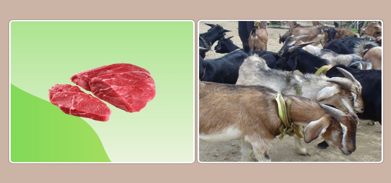 बजार मूल्यभन्दा १०० रुपैयाँ सस्तोमा खसीबोका बिक्री गर्दै सरकार, स्वस्थ कसरी छान्ने ?