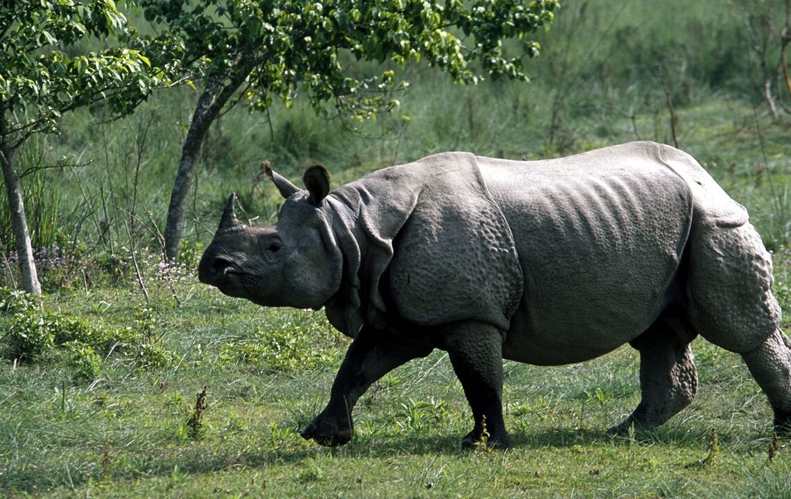 बजेट अभाव, अब गैँडा गणना अर्को वर्ष