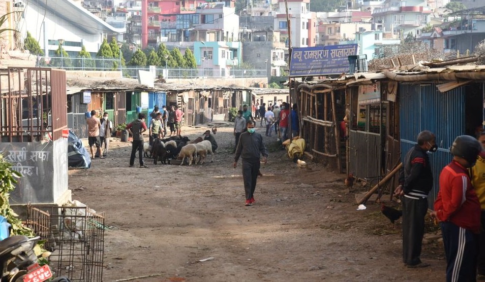 सिङ्मा हरियो रंग भएका खसी-बोका मात्र खरिद गर्न महानगरको आग्रह