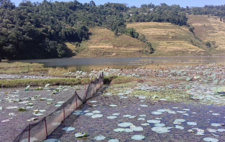 धान खेतमा माछापालन : चार महिनामा तीन लाखभन्दा बढी आम्दानी