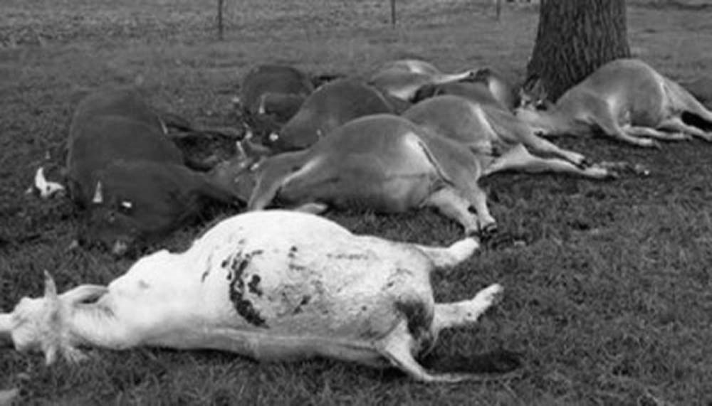भेरीखाेला मुहानमा ११ गाई मृत फेला, अनुसन्धान गर्दै प्रहरी