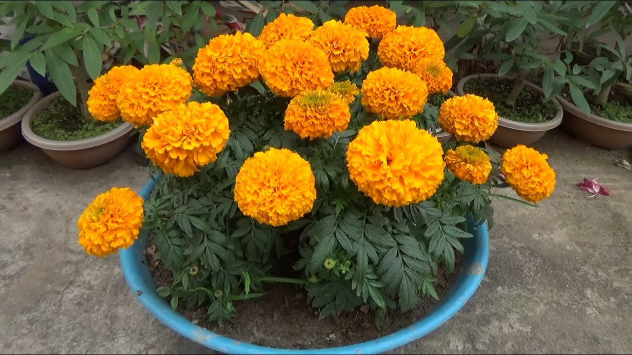 सुक्न थाल्याे सयपत्री, तिहारमा अभाव