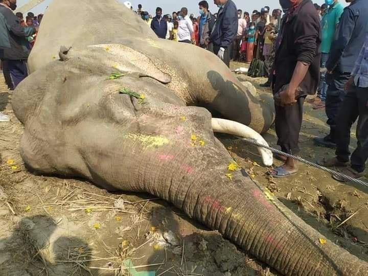 सप्तरीमा करेन्ट लागेर जंगली हात्तिको मृत्यु