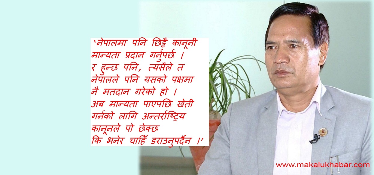 ‘अब नेपालमा गाँजा खेती गर्न अन्तर्राष्ट्रिय कानूनले छेक्दैन, चाँडै कानूनी मान्यता दिन्छौँ’