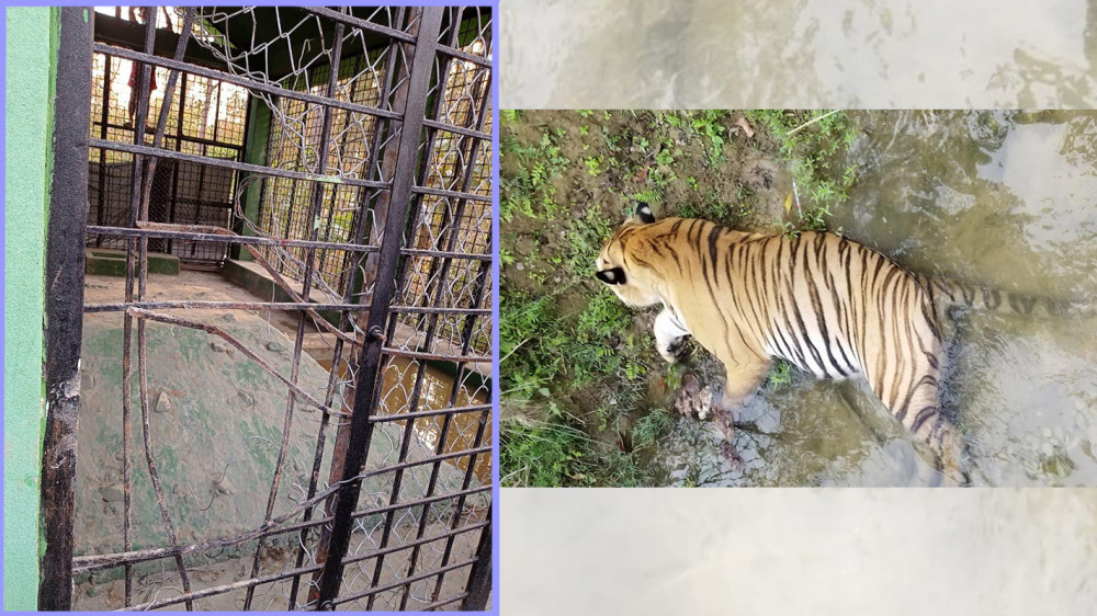 खोर भत्काएर भाग्यो नरभक्षी बाघ