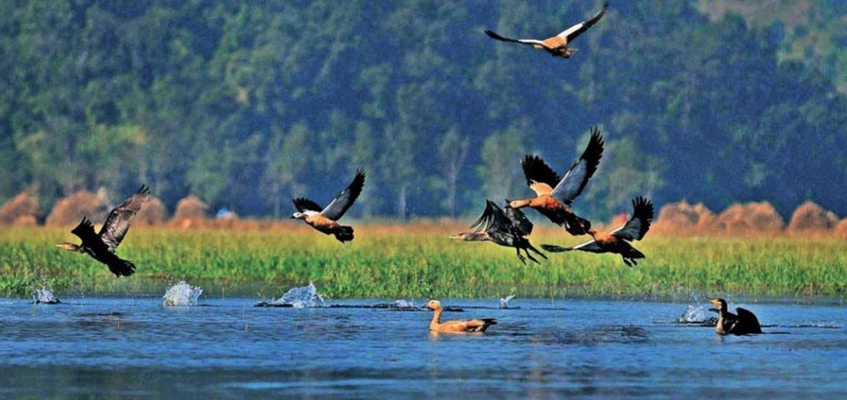 घरमा परेवा र गौँथली, वनमा छैनन् ढुकुर र मालचरी