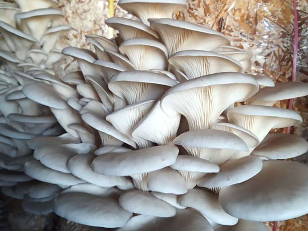 जङ्गली च्याउ खाँदा एकै घरका नौ जना बिरामी