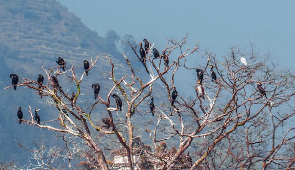 बारेकोटमा भेटिए ८८ प्रजातिका चरा