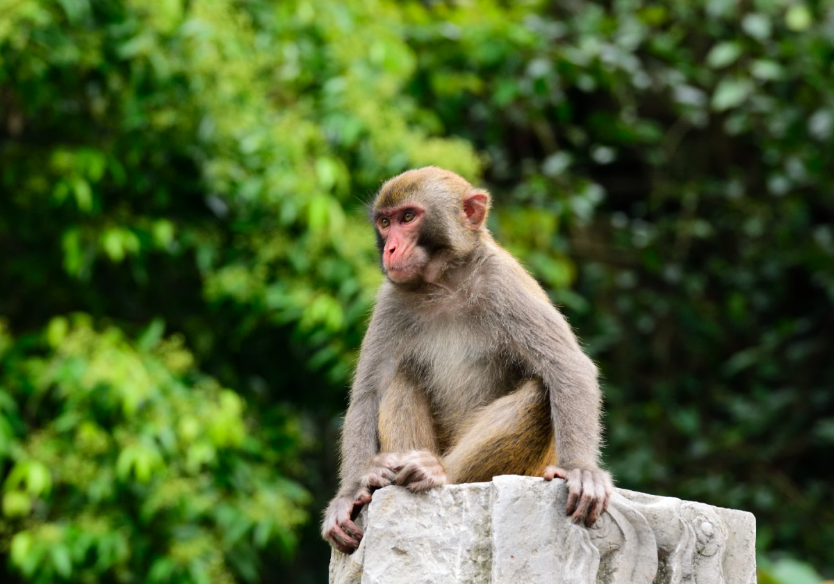 बाँदरलाई जङ्गलमै भुलाउन फलफूल खेती