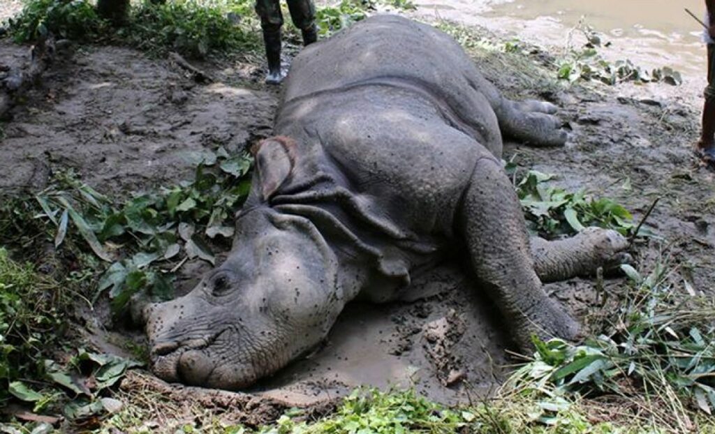 एक वर्षमा २२ गैँडा मरे