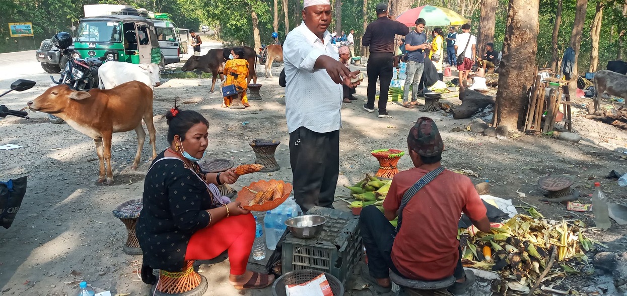 जंगलमा चलेको मकैको व्यापार : ‘खाडीमा दुःख गर्नुभन्दा नेपालमै मकै पोलिन्छ’