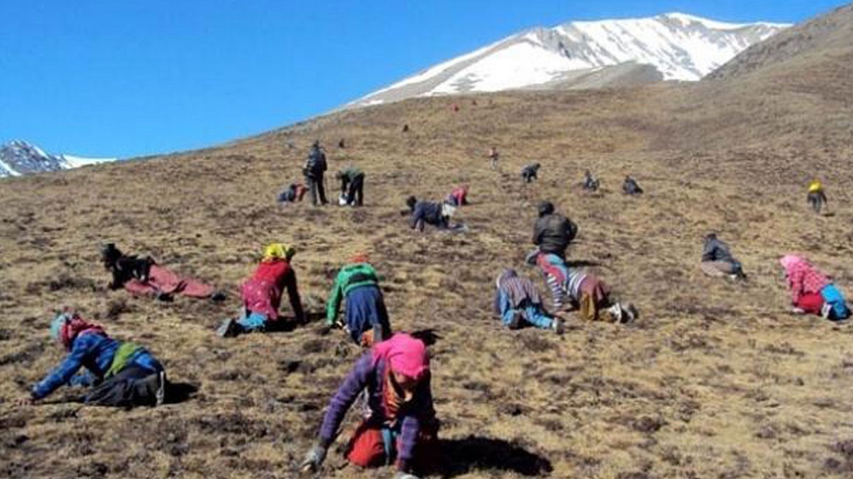 एक महिना यार्सागुम्बा टिपेर वर्षभरिलाई जोहो