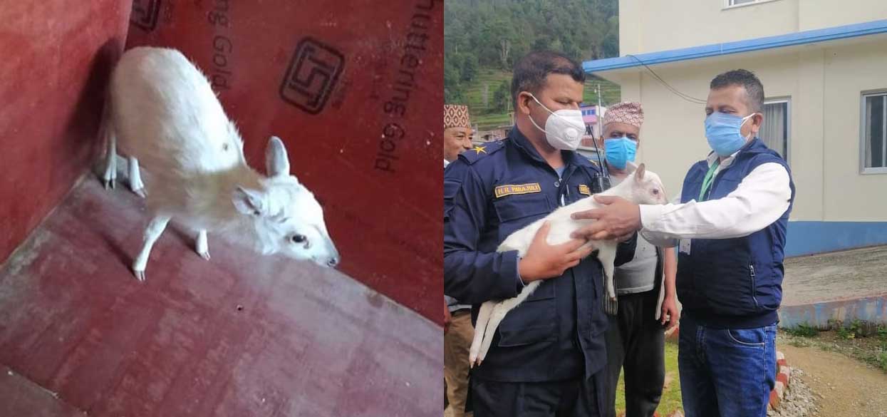 काभ्रेमा भेटिएको सेतो मृग अब चिडियाखानामा हेर्न पाइने (तस्बिरहरू)