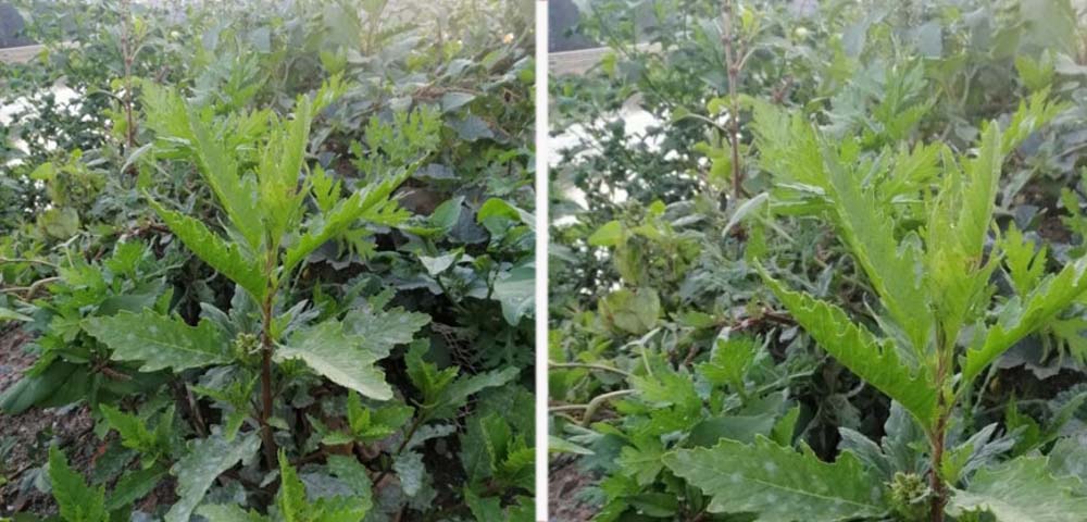 सामाजिक सञ्जालमा नरहरि बुटी : कोरोना भाइरसको औषधि भन्ने दाबी सही हाे ?