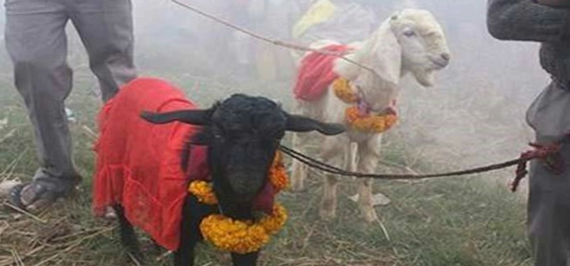 कोरोना रोकियोस् भन्ने कामना गर्दै देवतालाई बलि !
