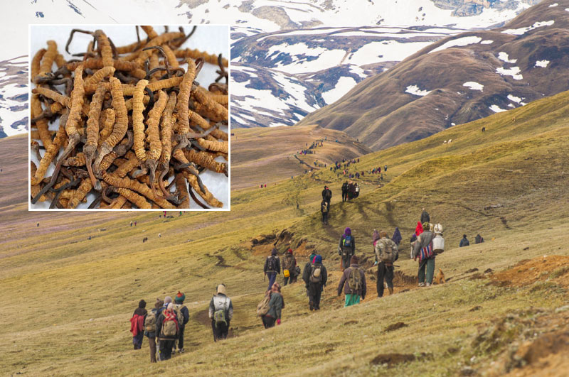 मुगुमा यार्सा संकलकहरूको दुर्घटना बीमा गरियो