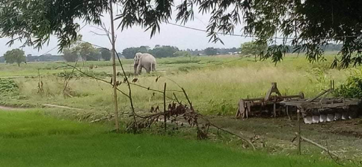 हात्ती नियन्त्रणका लागि ‘स्पेसल टास्क फोर्स’ परिचालन गरिँदै