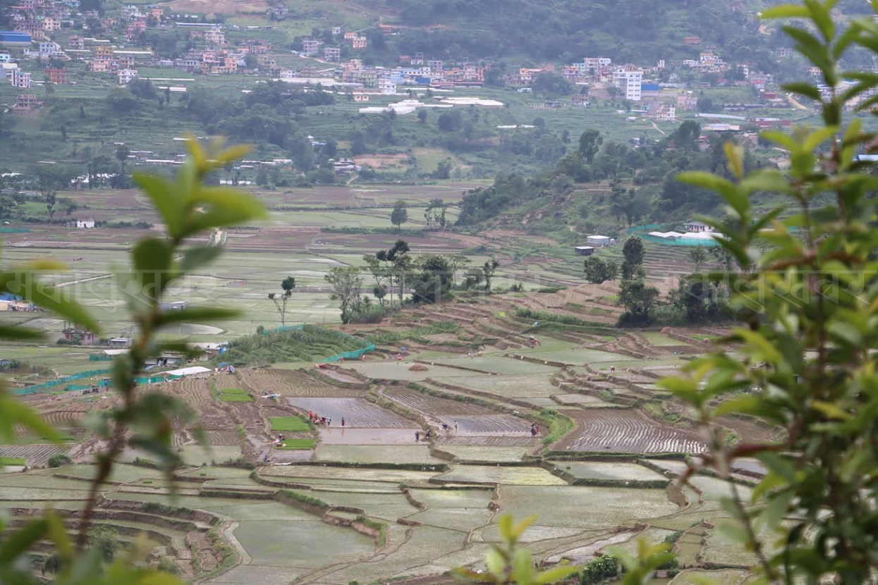 छम्पीमा छुपुछुपु रोपाइँ (तस्बिरहरू)