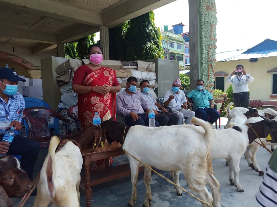 बोका बाँड्दै स्थानीय तह