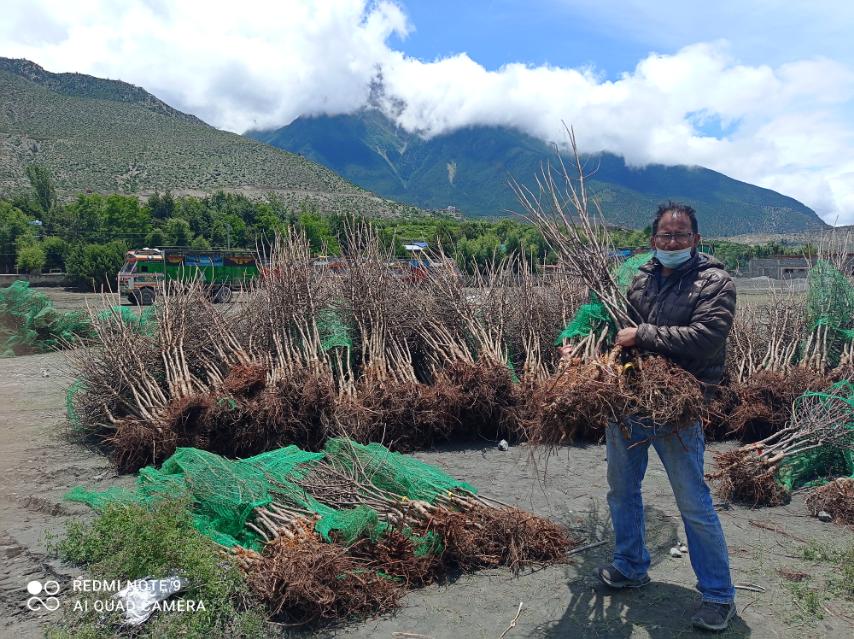 गण्डकीका हिमाली क्षेत्रमा इटालीका स्याउ