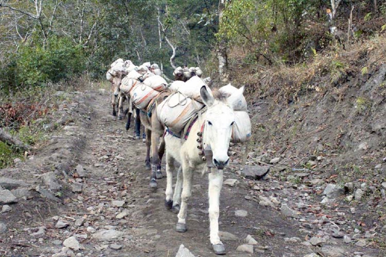 खच्चड व्यवसायीको व्यथा : हिउँदमा कामविहीन, बर्खामा भ्याइनभ्याई