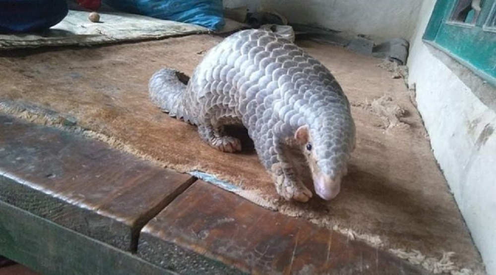 पनौतीमा भेटियो दुर्लभ सालक
