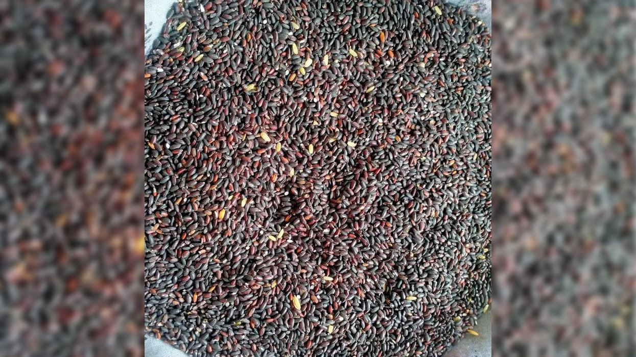 दुर्लभ कालो धान फलाउँदै गाउँपालिका अध्यक्ष